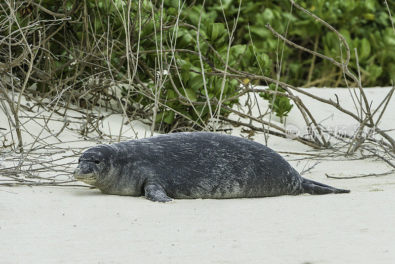 夏威夷僧海豹，原名Monachus schauinslandi，现称Neomonachus schauinslandi，是夏威夷群岛特有的无耳海豹科的濒危物种。它们是独居动物。夏威夷僧海豹是现存的两只之一